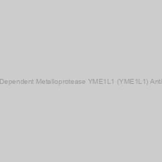 Image of ATP-Dependent Metalloprotease YME1L1 (YME1L1) Antibody